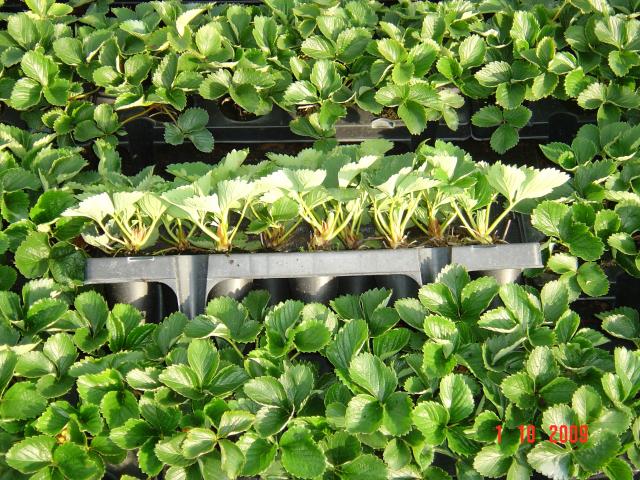 Str._tray_plants_septeber_2009_023.jpg