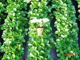 Str._tray_plants_septeber_2009_033.jpg