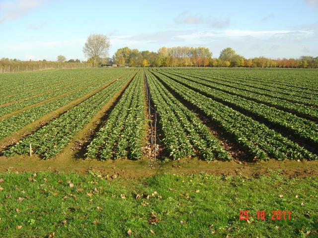 tray_plants_%2C_wb_%2C_raspb._bare_root_oct.2011_016.JPG