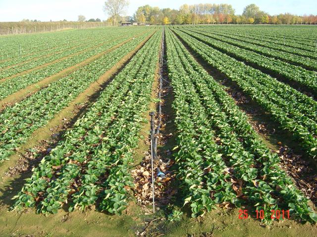 tray_plants_%2C_wb_%2C_raspb._bare_root_oct.2011_017.JPG