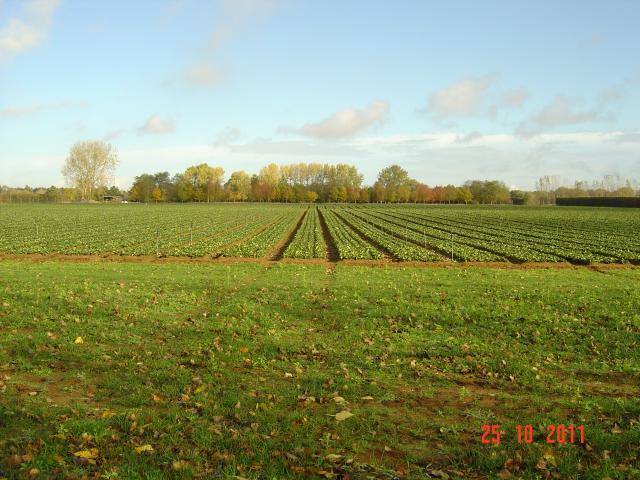 tray_plants_%2C_wb_%2C_raspb._bare_root_oct.2011_019.JPG